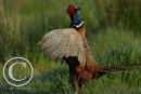 Cock pheasant crowing and beating it's wings.
